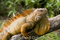 Iguana in the sun-Cozumel Canon 5D 100 mm macro by Richard Goluch 